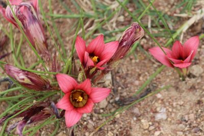 Romulea cruciata, photographed by Noeleen du Toit