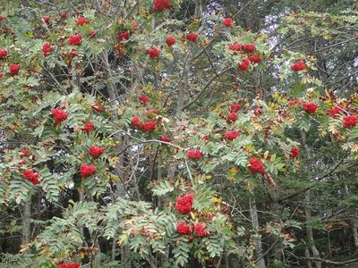 Sorbus decora, photographed by Allan Harris