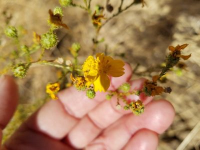 Holocarpha obconica, photographed by D Defreese