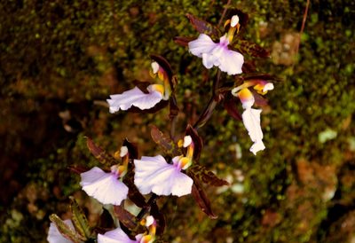 Rhynchostele bictoniensis, photographed by Daniel Pineda Vera