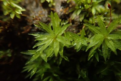 Atrichum selwynii, photographed by Randal