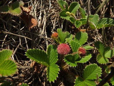 Fragaria nilgerrensis, photographed by Siddarth Machado
