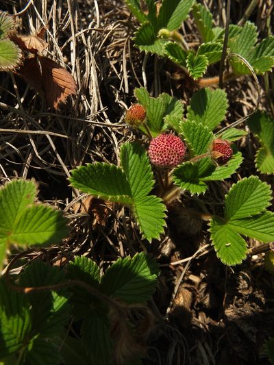 Fragaria nilgerrensis, photographed by Siddarth Machado