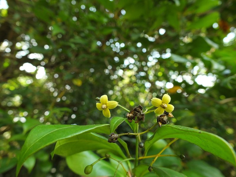 Gardneria ovata, photographed by Siddarth Machado