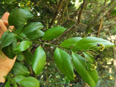 Gardneria ovata, photographed by Siddarth Machado