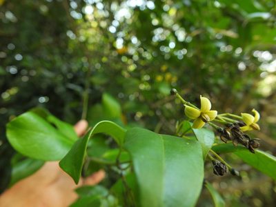 Gardneria ovata, photographed by Siddarth Machado