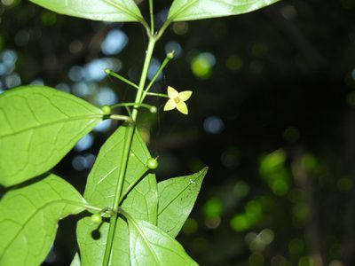 Gardneria ovata, photographed by Siddarth Machado