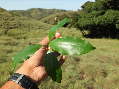 Gardneria ovata, photographed by Siddarth Machado