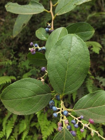 Gaultheria fragrantissima, photographed by Siddarth Machado