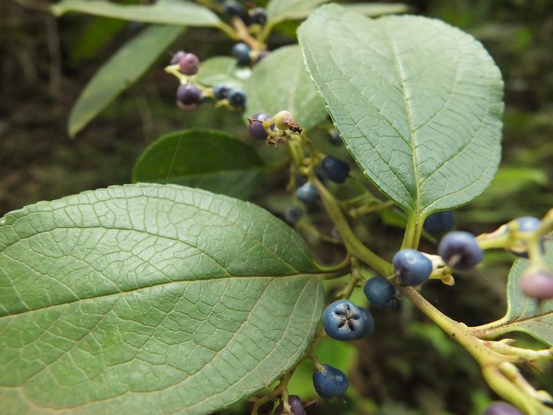 Gaultheria fragrantissima, photographed by Siddarth Machado