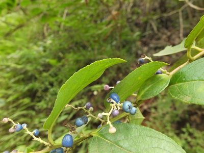 Gaultheria fragrantissima, photographed by Siddarth Machado