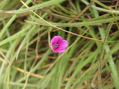 Geranium nepalense, photographed by Siddarth Machado