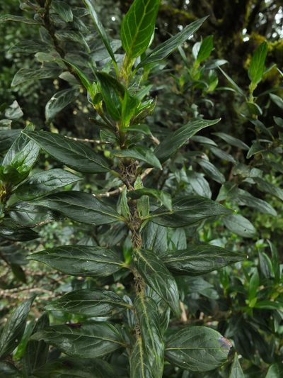 Hedyotis articularis, photographed by Siddarth Machado