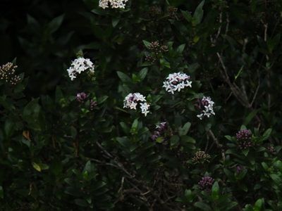 Hedyotis articularis, photographed by Siddarth Machado