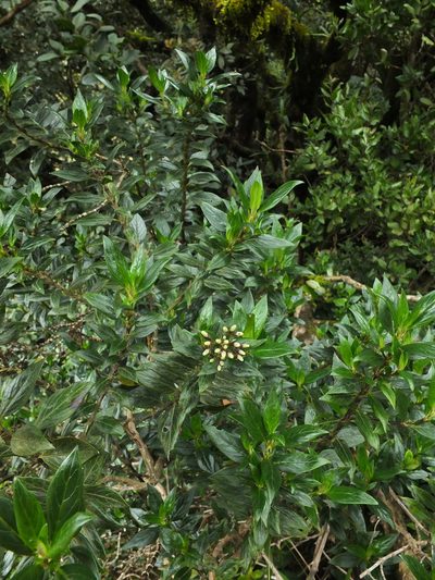 Hedyotis articularis, photographed by Siddarth Machado