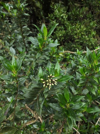 Hedyotis articularis, photographed by Siddarth Machado