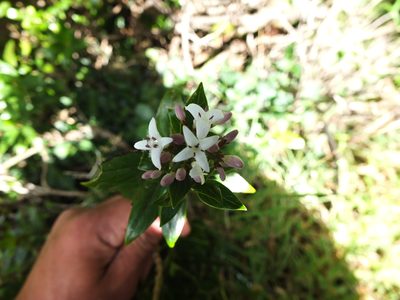 Hedyotis articularis, photographed by Siddarth Machado