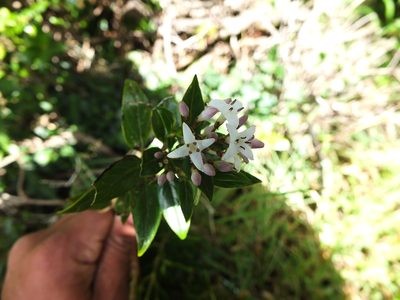 Hedyotis articularis, photographed by Siddarth Machado