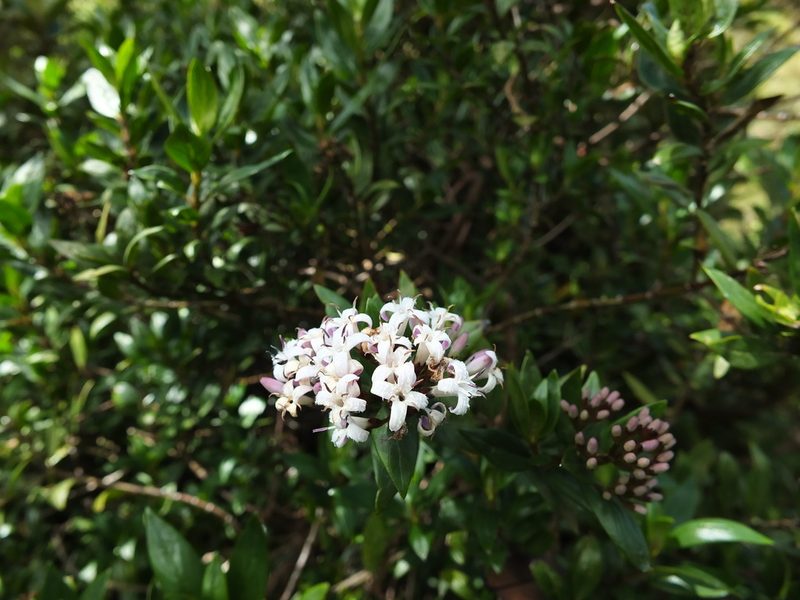 Hedyotis articularis, photographed by Siddarth Machado