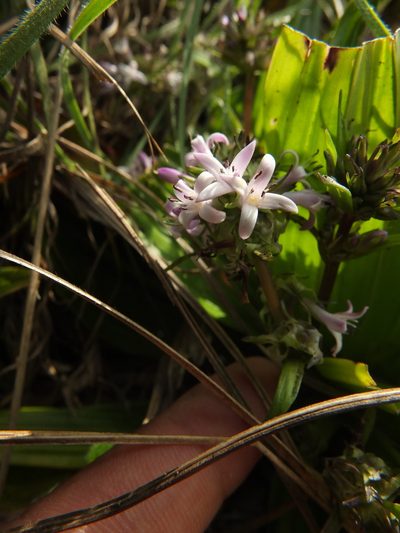 Hedyotis verticillaris, photographed by Siddarth Machado
