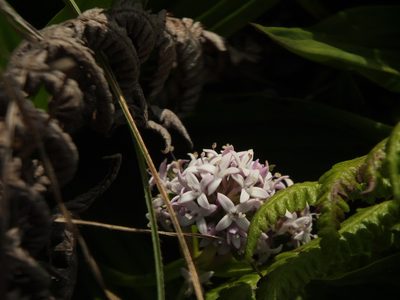 Hedyotis verticillaris, photographed by Siddarth Machado