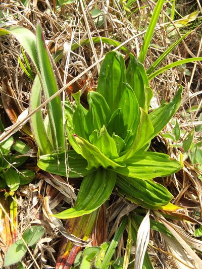 Hedyotis verticillaris, photographed by Siddarth Machado