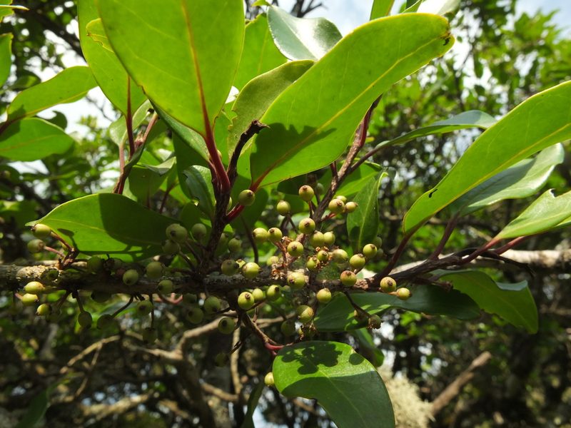 Ilex wightiana, photographed by Siddarth Machado
