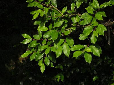 Ilex wightiana, photographed by Siddarth Machado