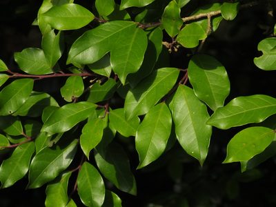 Ilex wightiana, photographed by Siddarth Machado