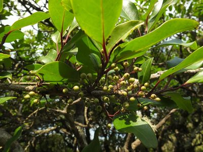 Ilex wightiana, photographed by Siddarth Machado