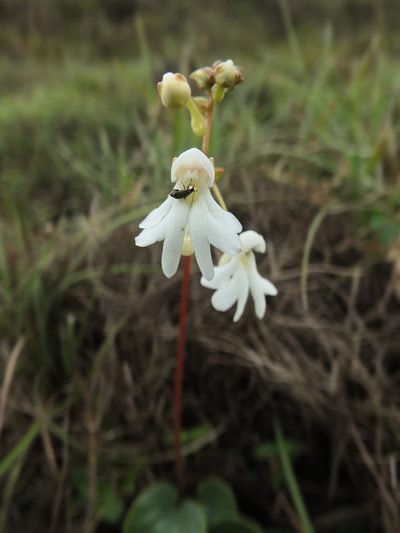 Impatiens clavicornu, photographed by Siddarth Machado