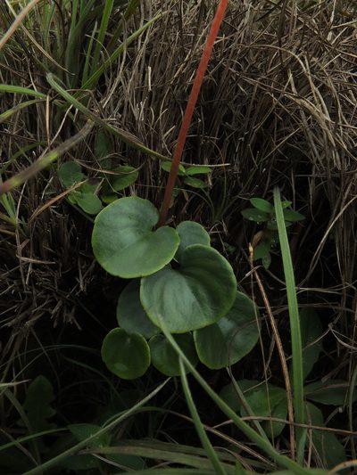 Impatiens clavicornu, photographed by Siddarth Machado