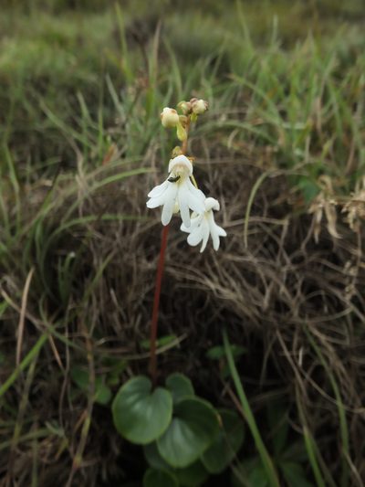 Impatiens clavicornu, photographed by Siddarth Machado