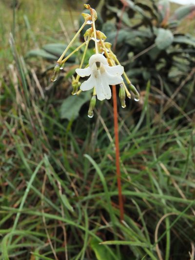 Impatiens clavicornu, photographed by Siddarth Machado