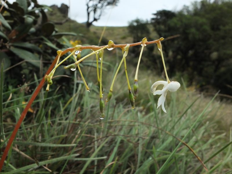 Impatiens clavicornu, photographed by Siddarth Machado