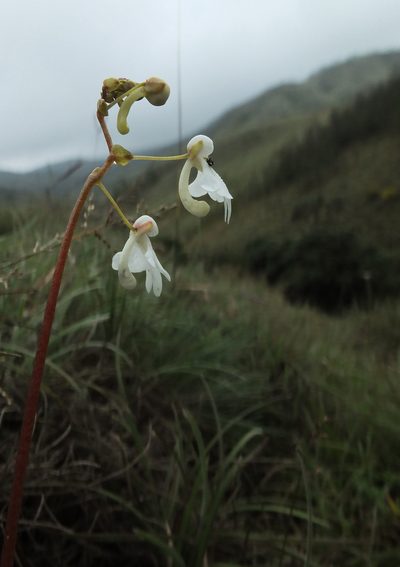 Impatiens clavicornu, photographed by Siddarth Machado