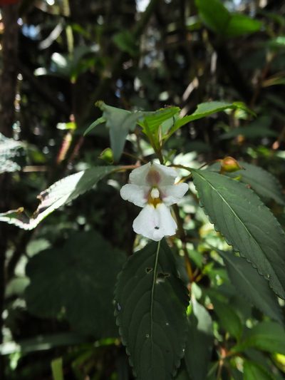 Impatiens leschenaultii, photographed by Siddarth Machado
