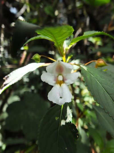 Impatiens leschenaultii, photographed by Siddarth Machado