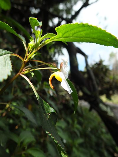 Impatiens leschenaultii, photographed by Siddarth Machado
