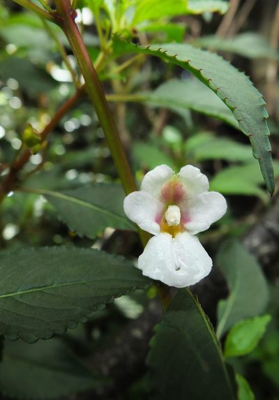 Impatiens leschenaultii, photographed by Siddarth Machado