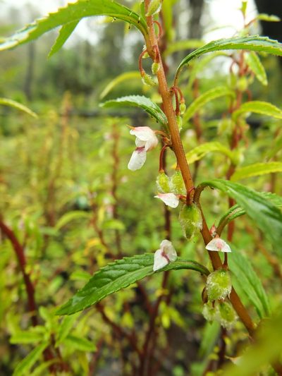 Impatiens scabriuscula, photographed by Siddarth Machado