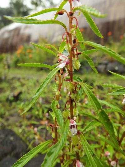 Impatiens scabriuscula, photographed by Siddarth Machado