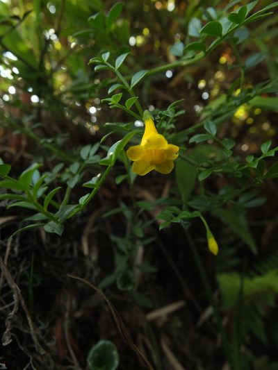 Chrysojasminum bignoniaceum, photographed by Siddarth Machado