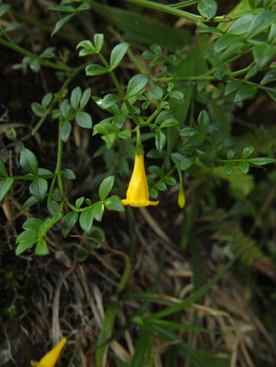 Chrysojasminum bignoniaceum, photographed by Siddarth Machado