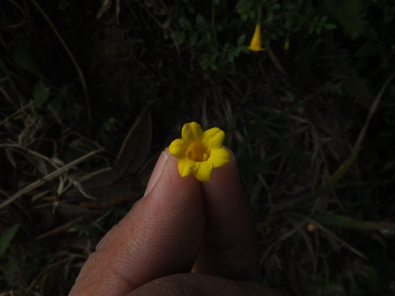 Chrysojasminum bignoniaceum, photographed by Siddarth Machado