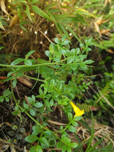 Chrysojasminum bignoniaceum, photographed by Siddarth Machado