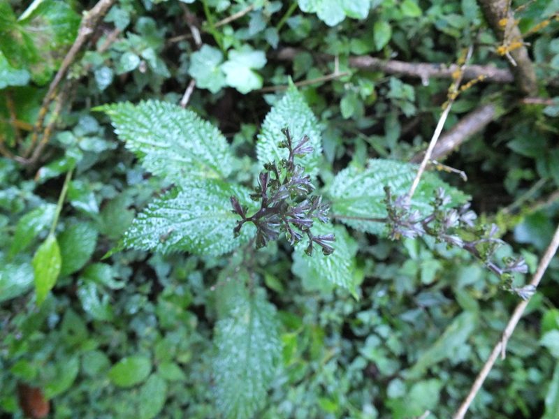 Laportea bulbifera, photographed by Siddarth Machado