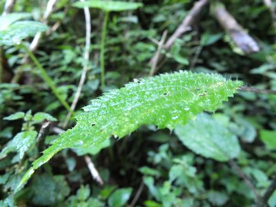 Laportea bulbifera, photographed by Siddarth Machado