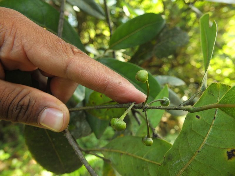 Litsea ligustrina, photographed by Siddarth Machado