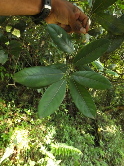 Litsea ligustrina, photographed by Siddarth Machado